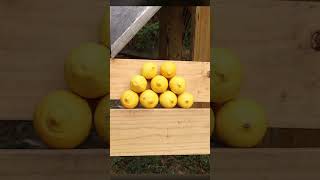 Making Lemonade with a Guillotine