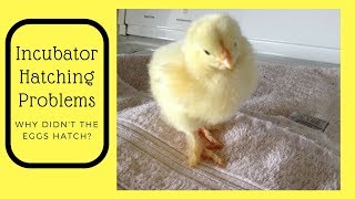 Incubator Hatching Problems - Why Didn&#39;t the Eggs Hatch?