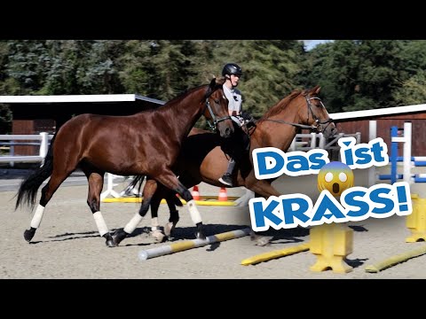 2. Wahl Fohlen wird zum Spitzenpferd - Joey wohl doch ein Dressurpferd! | Jungpferdausbildung