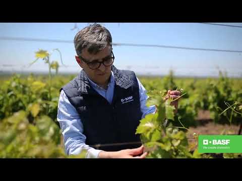 BASF Agro Patrola 2020 - Fungicid Sercadis® zaštita vinove loze od pepelnice