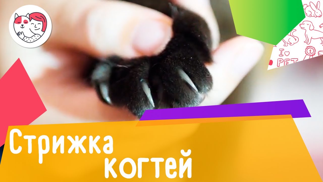 6 советов для стрижки кошачьих когтей