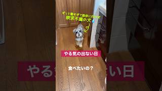 【犬コマンド】やる気ナシ。