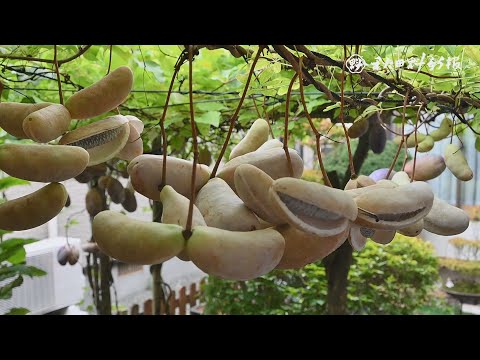 園芸 五葉あけび、チョコレート蔓