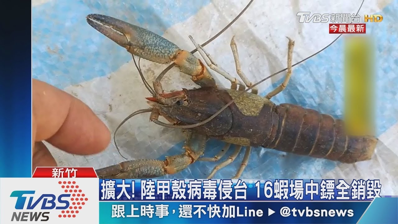 擴大!陸甲殼病毒侵台 16蝦場中鏢全銷毀
