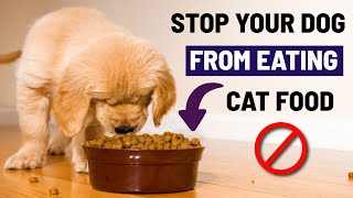 10 Genius Hacks to Stop Your Dog from Eating Cat Food