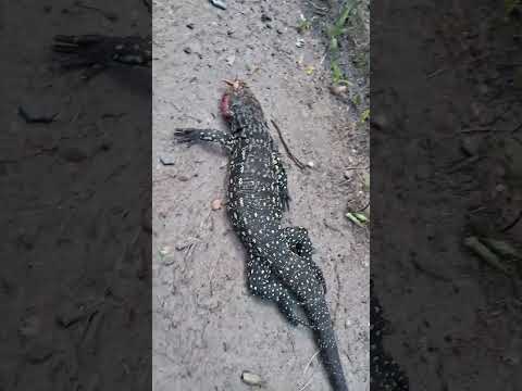 lagarto overo atropellado en lomas de zamora por tiro federal