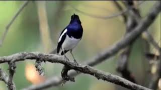 Download lagu Asli, Suara Burung Kacer di Alam Bebas mp3 Download lagu Asli, Suara Burung Kacer di Alam Bebas mp3