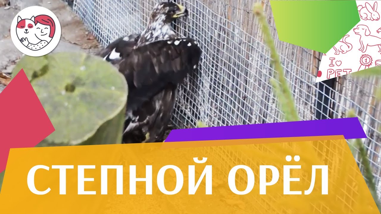 Степной орёл на ilikepet