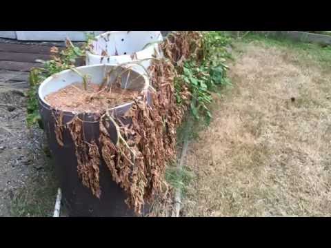 Potato tower proof!!!