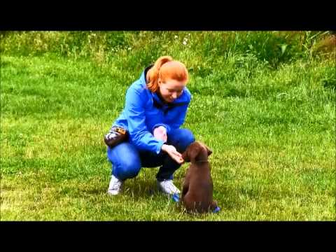 "Hilfe mein Welpe will nicht an der Leine laufen" Milow Teil 1 (Welpentraining, Welpenschule)