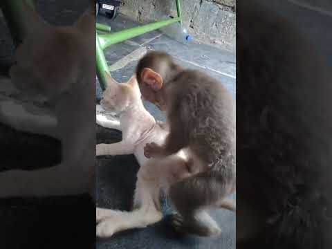baby monkey (anji ) and cat 03/05/2022