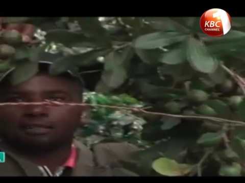 Sasini to invest Kshs 600 million in new ventures