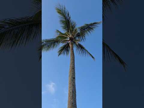 ILHÉUS BAHIA BRASIL ☀️🌴🌊😎
