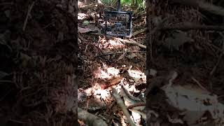 Download lagu murai buluh pikat terbaik mp3 Download lagu murai buluh pikat terbaik mp3