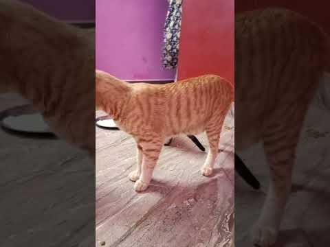 #cutestreetcats #catlovers #animal lovers Sujatha Carestraypaws #savestraycats