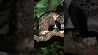 Download lagu suara musang #pikat #shorts mp3 Download lagu suara musang #pikat #shorts mp3