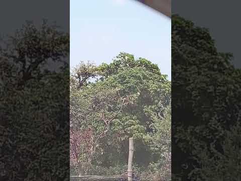 Highlight 1:31:58 - 1:36:58 from REETIkA Vlogs is live!