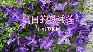 夏日的花园 铁线莲和其他奇花异草 Our Garden in the Summer 2025July19