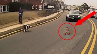 UNBELIEVABLE Animals That SAVED Lives!