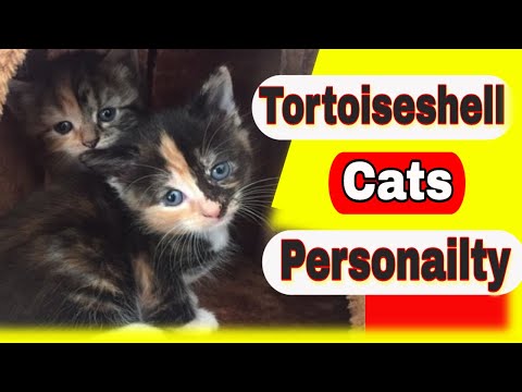 What is the personality of a Tortoiseshell cat? Are Tortoiseshell Cats Rare?