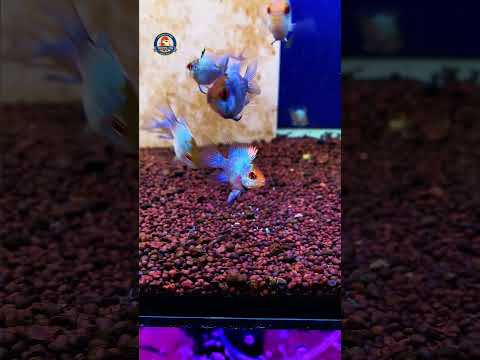 Video Thumb