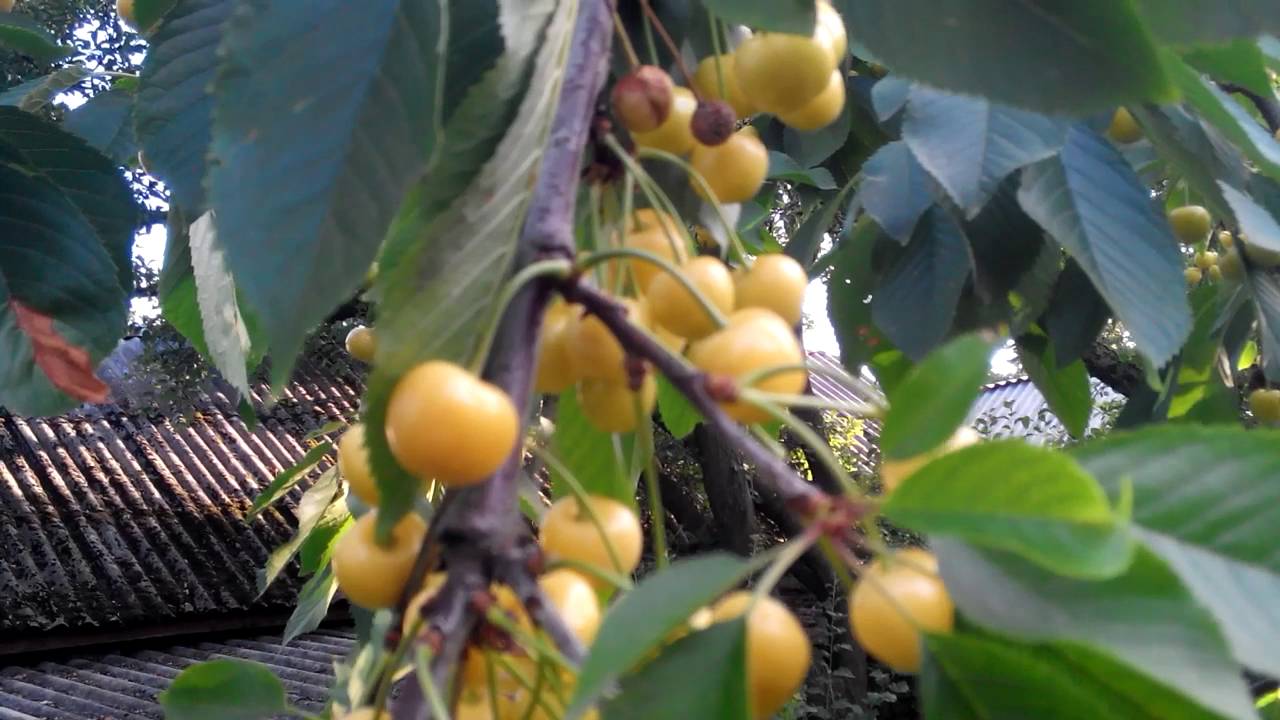 Черешня желтая Приусадебная