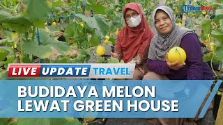 Berdayakan Anak Muda, Warga Desa Pakem Purworejo Ajak Bertani dengan Konsep Green House