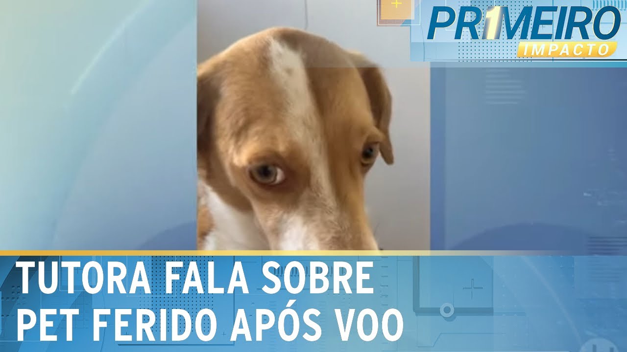 Tutora de pet que saiu ferida de voo diz que ela é acostumada a viajar | Primeiro Impacto (09/09/24)