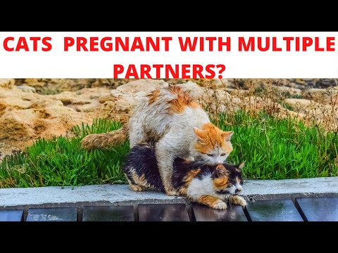 Can cats get pregnant with multiple partners?
