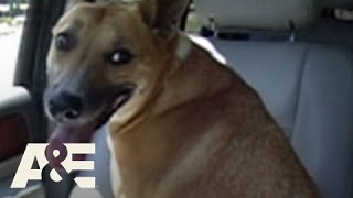 Gene Simmons: Family Jewels: It&#39;s a Ruff Life | A&amp;E