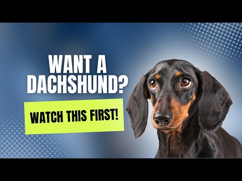 5 Things You Need To Know BEFORE Getting A Dachshund