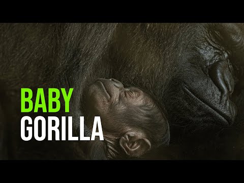 Zoológico e jardins de Jacksonville dão as boas-vindas a bebês gorilas criticamente ameaçados