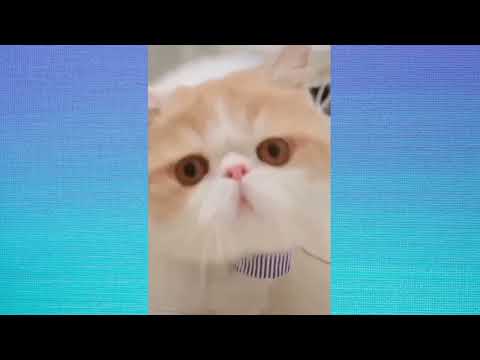 Funny Cats 🔴 Cute and Baby Cats Videos Compilation 2