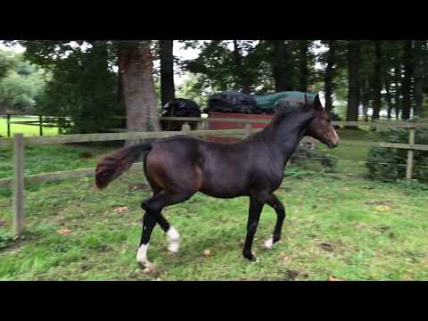 Stute v. Farrell - Donatelli - Gardegeneral