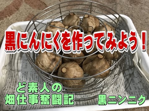 黒にんにく:発酵はこうなる 植物