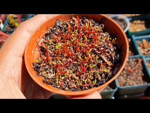 , title : '¿Cómo germinar semillas de sarracenia?'