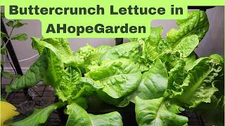 Grow ButterCrunch Lettuce in AHopeGarden Hydroponics System, and harvesting method