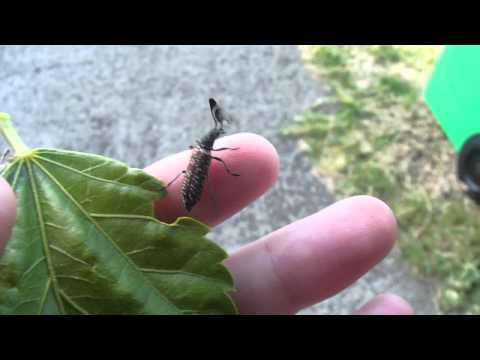 Rhipicera femoralis Male