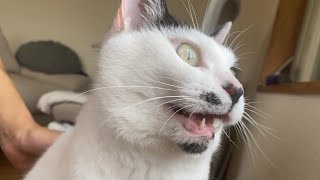 また鳥さん見つけてヤンヤンないたね