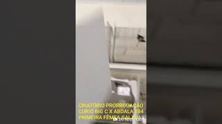 CURIÓ BIG C X ABDALA 784