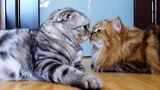 animale momente de tandrete la pisici