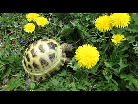 Черепаха ест одуванчики.