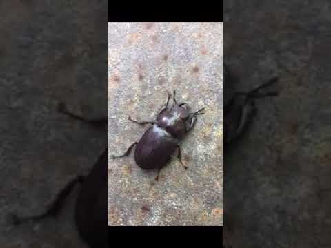 Stag beetle