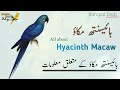 Hyacinth Macaw Parrot S Information In Urdu And Hindi Macaw Parrot Breeding Tips مکاؤ پیرٹ