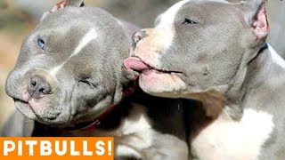 Ultimate Pitbull Compilation June 2018 | Cutest Funny Pitbull Videos Ever