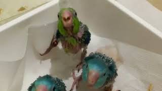 Estos hambrientos loros bebé aprueban la comida de fórmula