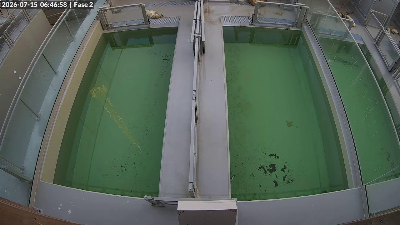 Live webcam view of Phase 2 Seal Rehabilitation Pools
