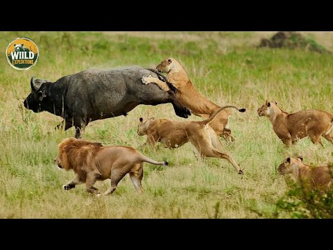 African Safari Wildlife: Savannah Animals Survive Extreme Drought | Nature Documentary 2025