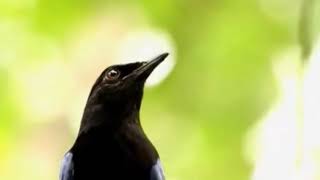 Download lagu Temukan burung siulan Malaya yang merdu di Asia! mp3