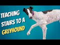 How to teach a Greyhound Stairs